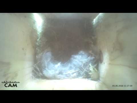 Meisenkamera - kleine Meisen werden gross 05.06.2016