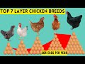 7 TOP BEST LAYER CHICKEN BREEDS THAT LAY UP TO 364 EGGS PER YEAR