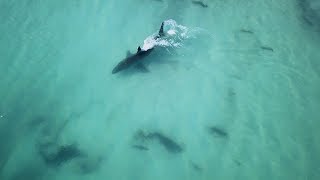 Beached whale attracts hungry Great White shark.