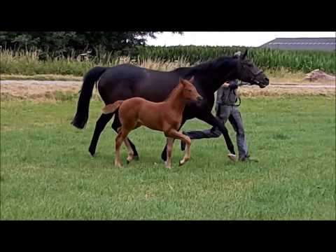 Stutfohlen von Destano x Lanciano