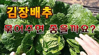 [텃밭농부.838]  김장배추 묶어주면 좋은가? 김장배추재배 #배추재배
