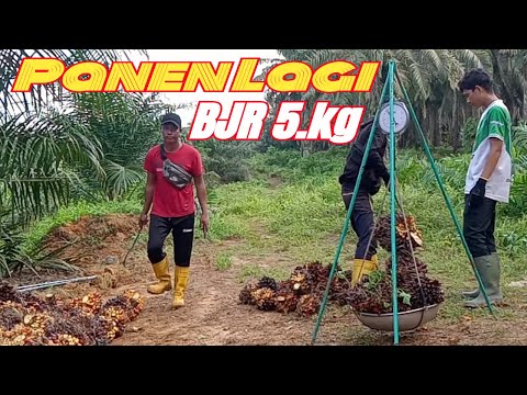 PANEN SAWIT PPKS 239 !! BUAHNYA BANYAK BJR 5.KG