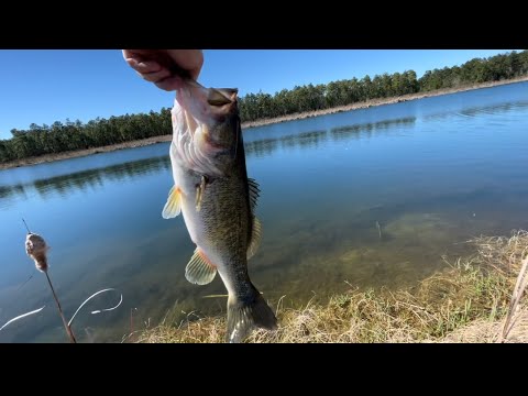 Huge 4 Pound Largemouth Bass Caught On A Swim Bait