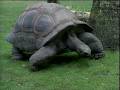 Sesame Street The Turtle Song