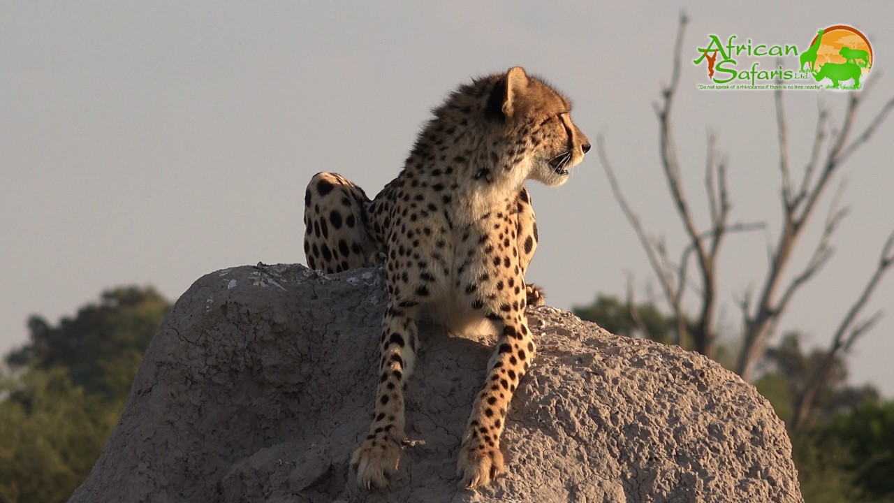 Highlights of Botswana (2017)