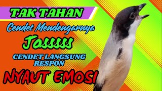 Download lagu PASTI TAK TAHAN CENDET MENDENGAR SUARA CENDET GACOR BEGINI, PASTI NYAUT❗❗ mp3