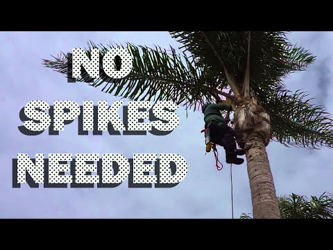 How to Climb Palm Trees With SRS/SRT