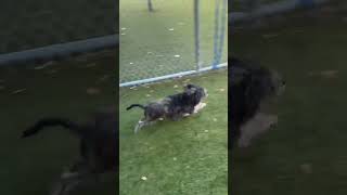 Video preview image #1 Mutt Puppy For Sale in Woodbury, NY, USA