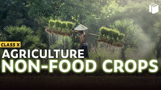 Non-Food Crops | Agriculture | Chapter 4 - Geography | Class 10 | PuStack