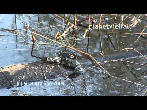 Teichfrösche Rana kl. esculenta in den Papitzer Lehmlachen, green frog