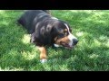 Kodi the Swiss Mountain Dog 