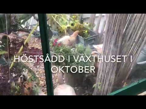 Höstsådd i växthuset Matlåda med snabbväxande bladgrönsaker för skörd om några veckor