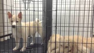 preview picture of video 'The Puppy Store Merrick NY'