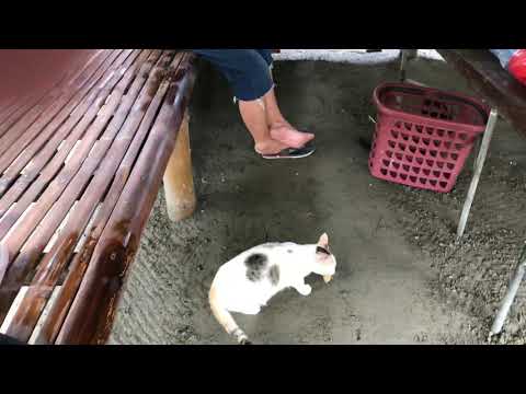 Spring loaded cat jump