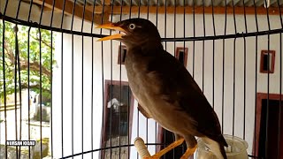 Download lagu jalak kebo 4 bulan ngoceh belajar gacor pas buat pancingan jalak kebo bahan agar nyaut mp3