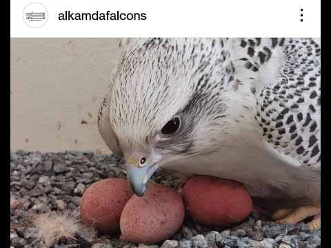 Raising an imprint Gyr falcon for falconry