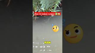 Download lagu Ikan makan rumput 😱‼️ #shorts mp3 Download lagu Ikan makan rumput 😱‼️ #shorts mp3