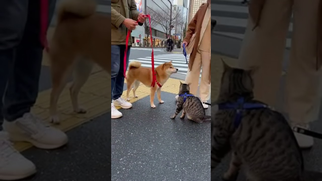 リード絡まり事故→「ストップ」で固まる2匹が天才🐶🐱 #cat #dog #walk #animals #japan @chiero_piero