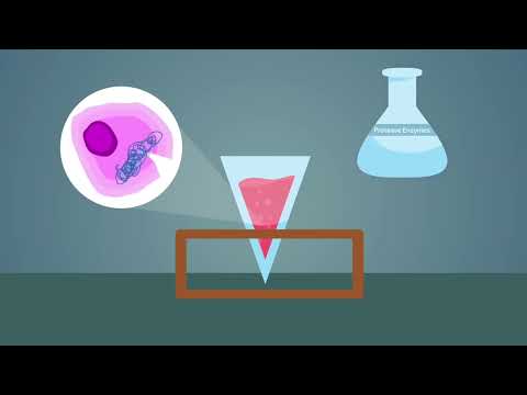 How DNA extracted From a Fruit. | Genetics | Biology