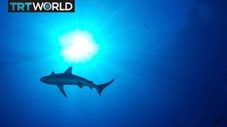 Interviewed on TRT World on the slowing of the Gulf Stream, prospects for the blue economy and discussions at the World Ocean Summit