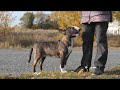 Щенок бультерьера тигровый в Челябинске Ас Тайгер