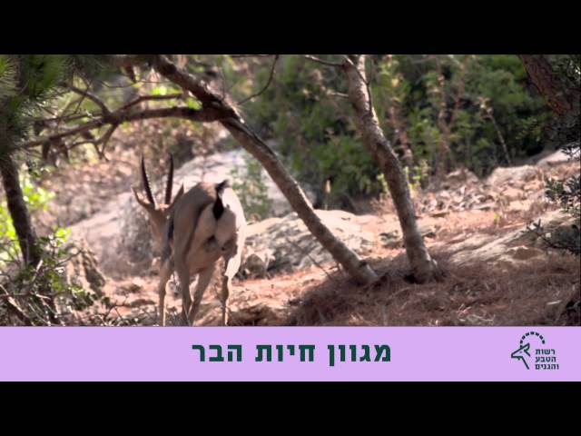 חיות בר ואדם - רשות הטבע והגנים