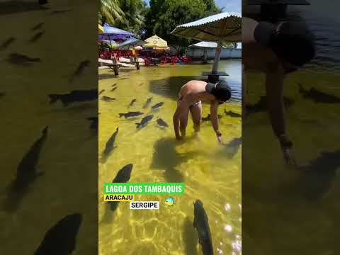 LAGOA DOS TAMBAQUIS ESTÂNCIA, SERGIPE, ARACAJU-SE #lagoadostambaquis #sergipe #ceará #aracaju