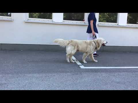 Filma hälta hos hund  Skritt från sidan