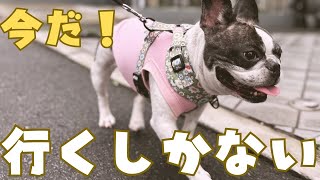雨だけどお散歩行けるかな？🤔