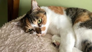 三毛猫に起こされた朝/The morning when the calico cat woke me up