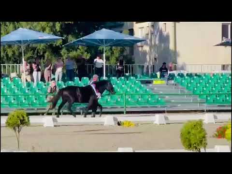 GORAL XXII-10 de la Herghelia Lucina a câștigat 🥇 Locul I - Campion al rasei Huțulă