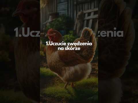 Hodowla kur - ptaszyniec kurzy #hodowlakur #kurnik #kury