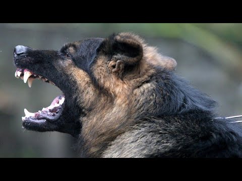 Hundestaffel des amerikanischen Geheimdienstes zieht um