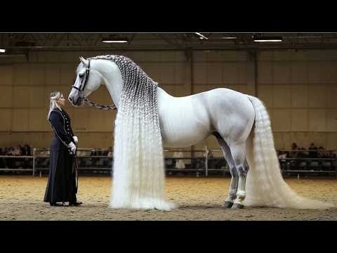 25 Most Beautiful Horses Ever Seen | Meet the Most Stunning Horse Breeds in the World