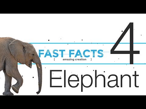 "Fast Facts" with Carl Kerby | Elephant | Episode 4