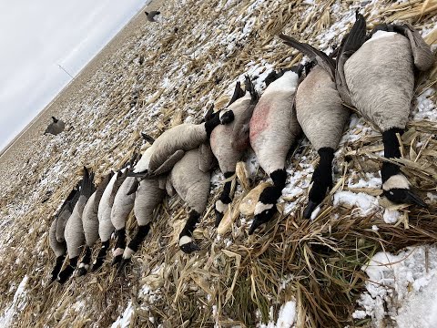 4 man limit and a band!!!!!!! late season goose hunting