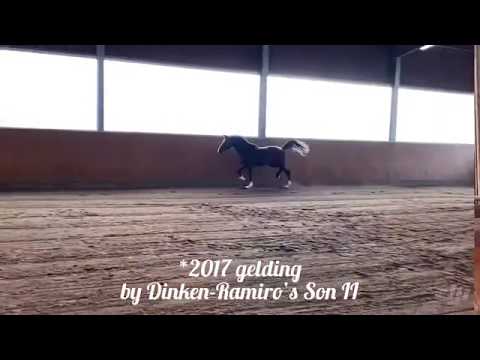 Deinheart *2017 gelding by Dinken-Ramiro’s Son II