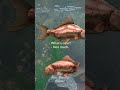 Everyday life of fish in an aquarium | #montypython #themeaningoflife