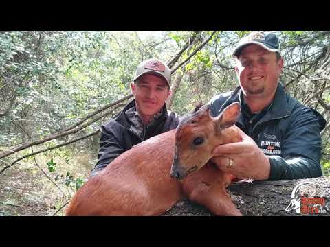 Jared Red Duiker Hunting