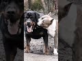 Dog Fight Rottweiler Vs Pitbull Cute Puppy Status Tik Tok Tiktok Short Dogshort Dog Dogpuppy