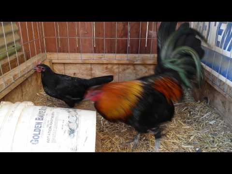 Gallos Finos Black Mcrae with Black Bonanza Hen Gamefowl Pen - Roosters -