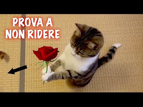 Siamo davvero sicuri di conoscere i nostri Gatti ??  PRANK