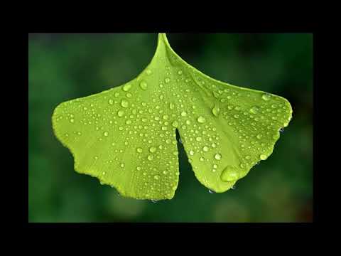 Páfrányfenyő (Ginkgo biloba) - videó képekkel