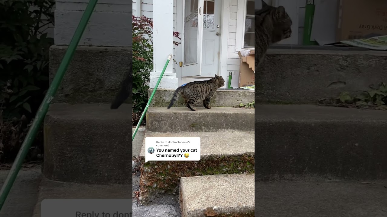 #chernobylthecat#chernycat#cat#cats#funny#funnyanimal#catlovers#viral#catshorts#funnyvideo#catvideos