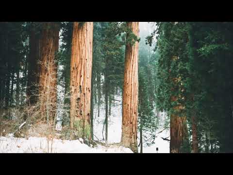 Bakoda a.k.a. Evan Awake - Neopabi