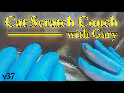 Cat Scratch Couch with Gary v37