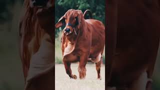 Download lagu Kawin Silang Sapi dan Kuda 🤣 #hewanunik mp3 Download lagu Kawin Silang Sapi dan Kuda 🤣 #hewanunik mp3