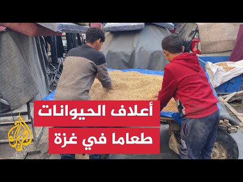 الجوع يجبر الفلسطينيين على تناول أعلاف الحيوانات في غزة