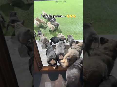 Au câștigat vocile … 😂😂😂 #fyp #bulldog #romania #reels #funny #cute #love #dog #viral #viralvideo
