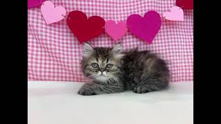 エキゾチックの動画01